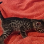 Mau bronze male DOB 2-7-22