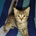 Mau bronze male DOB 2-7-22