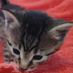 Mau bronze male DOB 2-7-22