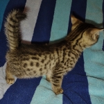 Mau bronze male DOB 2-7-22