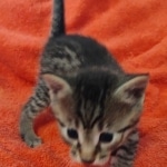 Mau bronze male DOB 2-7-22