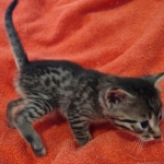 Mau bronze male DOB 2-7-22