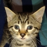 Mau bronze male DOB 2-7-22
