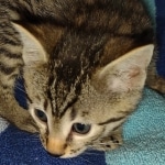 Mau bronze male DOB 2-7-22