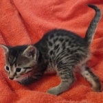 Mau bronze male DOB 2-7-22