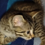 Mau bronze male DOB 2-7-22