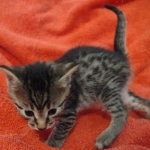 Mau bronze male DOB 2-7-22