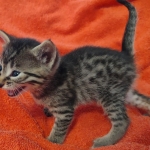 Mau bronze male DOB 2-7-22