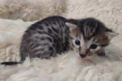 Bobo Mau Bronze Male DOB 2-20-23