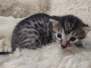 Bobo Mau Bronze Male DOB 2-20-23