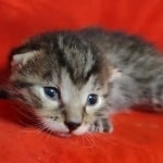 Egyptian Mau bronze Male DOB 2-20-23