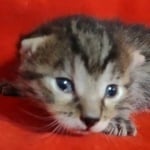 Egyptian Mau bronze Male DOB 2-20-23