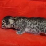 Egyptian Mau bronze Male DOB 2-20-23
