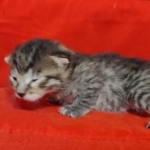 Egyptian Mau bronze Male DOB 2-20-23