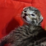 Egyptian Mau bronze Male DOB 2-20-23