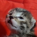 Egyptian Mau bronze Male DOB 2-20-23