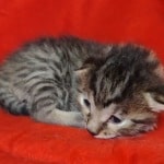 Egyptian Mau bronze Male DOB 2-20-23