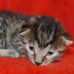 Egyptian Mau bronze Male DOB 2-20-23