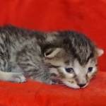Egyptian Mau bronze Male DOB 2-20-23