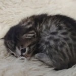 Egyptian Mau bronze Male DOB 2-20-23