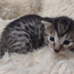 Egyptian Mau bronze Male DOB 2-20-23