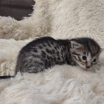 Egyptian Mau bronze Male DOB 2-20-23