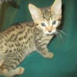 BB, Bronze Egyptian Mau, Male, DOB 3-10-18