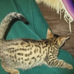 BB, Bronze Egyptian Mau, Male, DOB 3-10-18