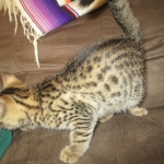 BB, Bronze Egyptian Mau, Male, DOB 3-10-18