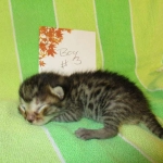 BB, Bronze Egyptian Mau, Male, DOB 3-10-18