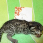 BB, Bronze Egyptian Mau, Male, DOB 3-10-18