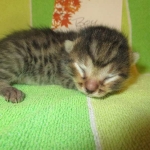 BB, Bronze Egyptian Mau, Male, DOB 3-10-18