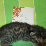 BB, Bronze Egyptian Mau, Male, DOB 3-10-18