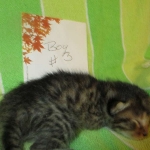 BB, Bronze Egyptian Mau, Male, DOB 3-10-18