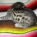 BB, Bronze Egyptian Mau, Male, DOB 3-10-18