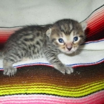 BB, Bronze Egyptian Mau, Male, DOB 3-10-18