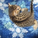 BB, Bronze Egyptian Mau, Male, DOB 3-10-18