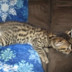 BB, Bronze Egyptian Mau, Male, DOB 3-10-18