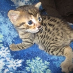 BB, Bronze Egyptian Mau, Male, DOB 3-10-18