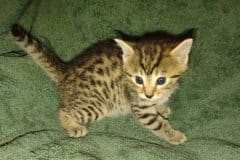 Kwaazi Mau Bronze Male DOB 3-3-22