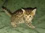 Kwaazi Mau Bronze Male DOB 3-3-22