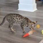 Kwaazi Mau bronze male DOB 3-3-22