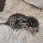 Egyptian Mau, Bronze, Male DOB 3-3-22