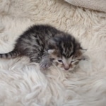 Egyptian Mau, Bronze, Male DOB 3-3-22