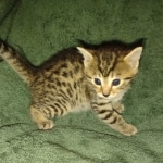 Egyptian Mau, Bronze, Male DOB 3-3-22