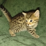Egyptian Mau, Bronze, Male DOB 3-3-22