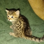 Egyptian Mau, Bronze, Male DOB 3-3-22