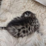 Egyptian Mau, Bronze, Male DOB 3-3-22