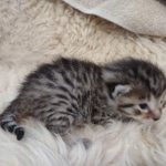 Egyptian Mau, Bronze, Male DOB 3-3-22