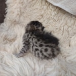 Egyptian Mau, Bronze, Male DOB 3-3-22